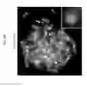 Fig. 87 - Rodent comprising mouse artificial chromosome vector