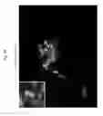 Fig. 98 - Rodent comprising mouse artificial chromosome vector