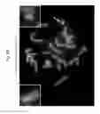 Fig. 99 - Rodent comprising mouse artificial chromosome vector