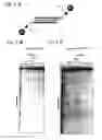 Fig. 06 - RNA-interference by single-stranded RNA molecules