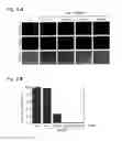 Fig. 09 - RNA-interference by single-stranded RNA molecules
