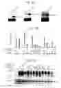 Fig. 08 - Method of regulating gene expression