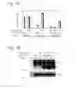 Fig. 09 - Method of regulating gene expression