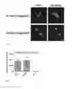 Fig. 06 - Target molecules for transcriptional control systems