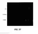 Fig. 89 - Compositions and methods for silencing gene expression