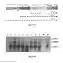 Fig. 06 - Expression of the human IGF-1 in transgenic plastids