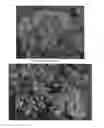 Fig. 02 - Sedum plant named 'Touchdown Breeze'