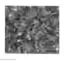 Fig. 01 - Sedum plant named 'Touchdown Teak'