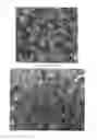 Fig. 02 - Sedum plant named 'Touchdown Teak'