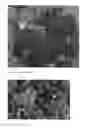 Fig. 03 - Sedum plant named 'Touchdown Teak'