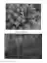 Fig. 02 - Sedum plant named 'Touchdown Flame'
