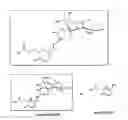 Fig. 01 - MODULATORS OF CANDIDA HYPHAL MORPHOGENESIS AND USES THEREOF