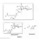 Fig. 02 - MODULATORS OF CANDIDA HYPHAL MORPHOGENESIS AND USES THEREOF