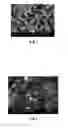 Fig. 03 - Silver powder and method for producing same