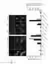 Fig. 08 - FLUORESCENT PROTEINS, SPLIT FLUORESCENT PROTEINS, AND THEIR USES