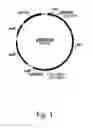 Fig. 02 - Variants of beta-glucosidase