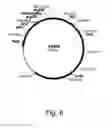 Fig. 07 - Variants of beta-glucosidase