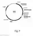 Fig. 08 - Variants of beta-glucosidase