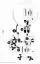 Fig. 02 - Polynucleotides encoding an intracellular segment of CD40 and a constant region of an immunoglobulin heavy chain