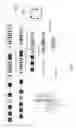 Fig. 02 - Nucleic acid amplification primers for PCR-based clonality studies