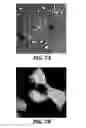 Fig. 09 - Compositions and methods for the delivery of molecules into live cells