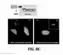 Fig. 12 - Compositions and methods for the delivery of molecules into live cells