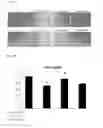 Fig. 33 - Anti-inflammatory peptides and composition comprising the same