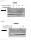 Fig. 43 - Anti-inflammatory peptides and composition comprising the same