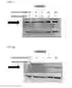 Fig. 45 - Anti-inflammatory peptides and composition comprising the same