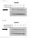 Fig. 63 - Anti-inflammatory peptides and composition comprising the same