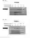 Fig. 71 - Anti-inflammatory peptides and composition comprising the same