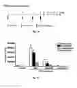 Fig. 02 - Compounds and methods for reducing the recruitment and/or migration of polymorphonuclear cells