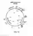 Fig. 11 - Human control antibodies and uses therefor