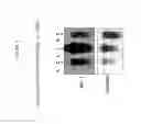 Fig. 04 - INDUCIBLE PROMOTER SEQUENCES FOR REGULATED EXPRESSION AND METHODS OF USE