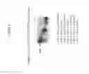 Fig. 09 - INDUCIBLE PROMOTER SEQUENCES FOR REGULATED EXPRESSION AND METHODS OF USE