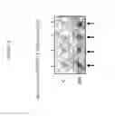 Fig. 10 - INDUCIBLE PROMOTER SEQUENCES FOR REGULATED EXPRESSION AND METHODS OF USE