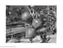 Fig. 01 - Apple tree named 'FUCIV51'