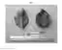 Fig. 03 - Apple tree named 'FUCIV51'