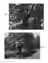 Fig. 02 - Avocado tree named 'Victor'
