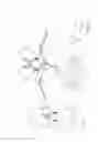 Fig. 02 - Jewel Shall Clasp Protector