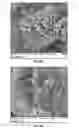Fig. 07 - Method for enhancing soil growth using bio-char