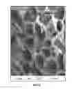 Fig. 10 - Method for enhancing soil growth using bio-char