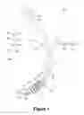 Fig. 02 - Tracheal tube