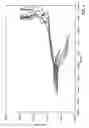 Fig. 05 - Intrauterine device with controlled copper ion elution