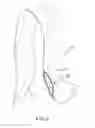 Fig. 06 - CONVERTIBLE CLUTCH PURSE