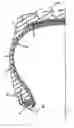 Fig. 01 - Tire innerliner