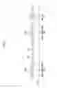Fig. 09 - Organic light emitting diode display having auxiliary electrode