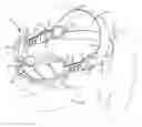 Fig. 01 - Protective eyewear