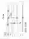 Fig. 30 - Wireless communication apparatus and wireless communication method