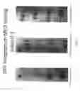 Fig. 04 - TOPICAL DELIVERY AND ADMINISTRATION SYSTEM FOR STABILIZED PROTECTION AGENT, COMPOSITIONS AND METHODS OF MAKING SAME